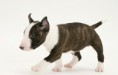 Bullterrier